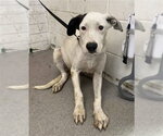 Small German Shepherd Dog Mix