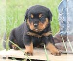 Small #3 Rottweiler