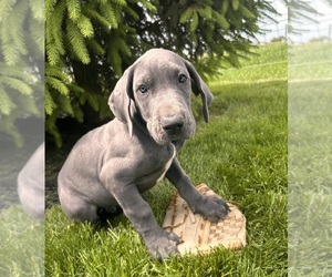 Great Dane Puppy for sale in MIDDLEBURY, IN, USA