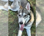 Small #2 Siberian Husky