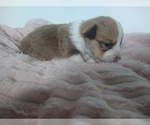 Small Photo #5 Pembroke Welsh Corgi Puppy For Sale in AURORA, CO, USA