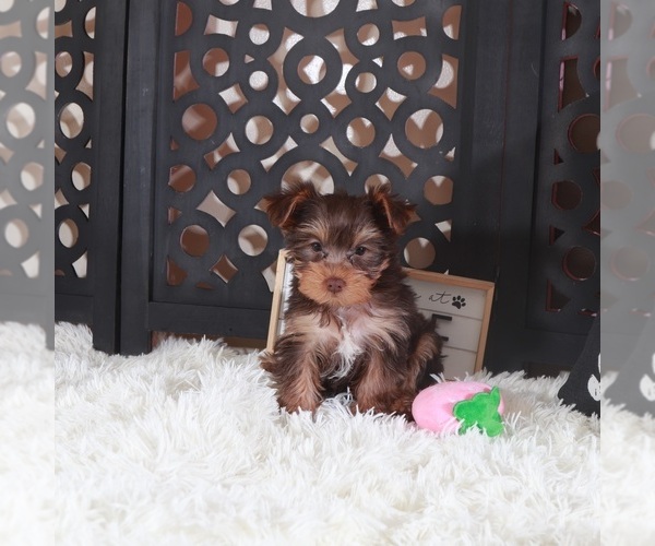 Medium Photo #2 Yorkshire Terrier Puppy For Sale in MOUNT VERNON, OH, USA