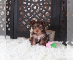 Small #1 Yorkshire Terrier