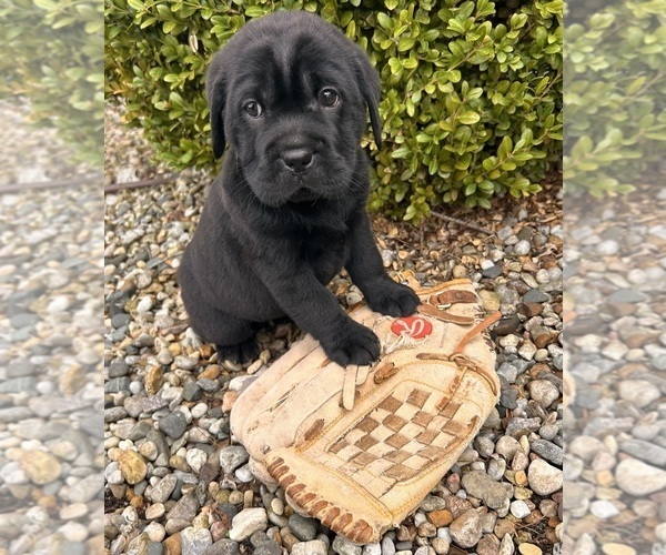 Medium Photo #3 Cocker-Pei Puppy For Sale in MIDDLEBURY, IN, USA