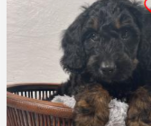 Miniature Bernedoodle Puppy for sale in SHREVE, OH, USA