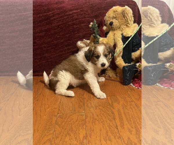 Medium Photo #2 Pomeranian Puppy For Sale in HOPKINSVILLE/PRINCETON, KY, NH, USA