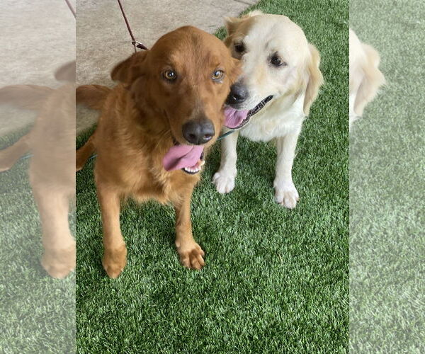 Medium Photo #2 Golden Retriever Puppy For Sale in Bonita Springs, FL, USA