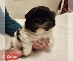 Small Photo #10 Shih Tzu Puppy For Sale in REPUBLIC, MO, USA