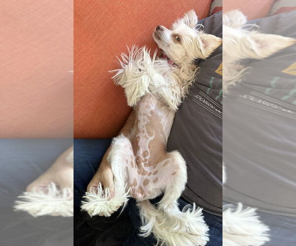 Medium Photo #2 Mutt Puppy For Sale in Plantation, FL, USA