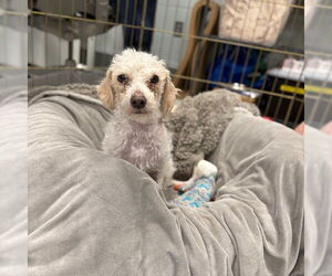 Poodle (Miniature)-Unknown Mix Dogs for adoption in Boston, MA, USA