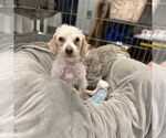 Small Poodle (Miniature) Mix