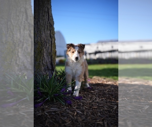 Medium Photo #6 Shetland Sheepdog Puppy For Sale in HONEY BROOK, PA, USA