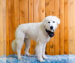 Small #3 Great Pyrenees