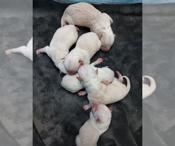 Medium Photo #4 American Pit Bull Terrier-Unknown Mix Puppy For Sale in Great Bend, KS, USA