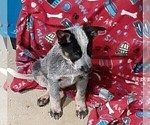 Small Photo #2 Australian Cattle Dog Puppy For Sale in BEN WHEELER, TX, USA