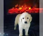 Small Photo #41 Goldendoodle Puppy For Sale in N HIGHLANDS, CA, USA