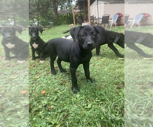 Labrador Retriever Dogs for adoption in KNOXVILLE, TN, USA