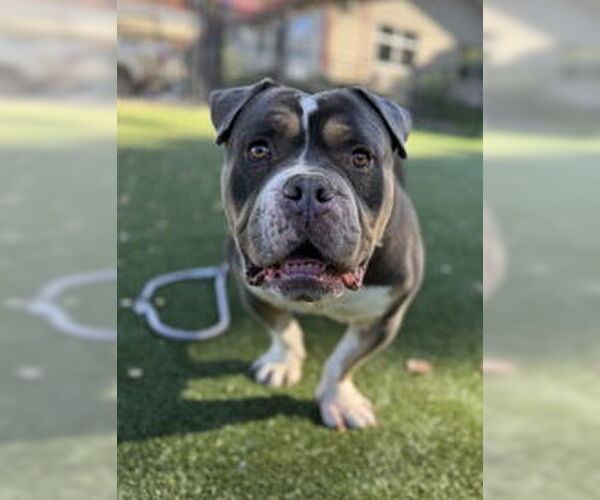 Medium Photo #1 American Bulldog Puppy For Sale in Salinas, CA, USA