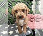 Small #2 Poodle (Miniature)