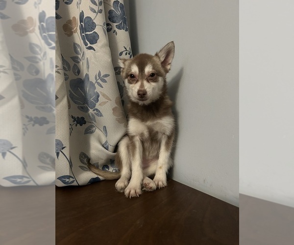 Medium Photo #44 Alaskan Klee Kai Puppy For Sale in DURHAM, CT, USA