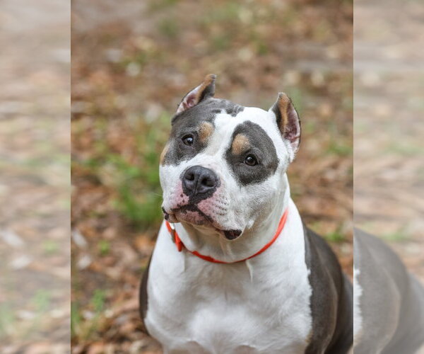 Medium Photo #2 American Staffordshire Terrier-Unknown Mix Puppy For Sale in  Gainesville, FL, USA