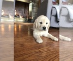 Puppy 8 English Cream Golden Retriever
