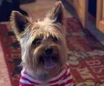 Small Photo #1 Yorkshire Terrier Puppy For Sale in BARTOW, FL, USA
