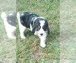 Small #8 English Springer Spaniel