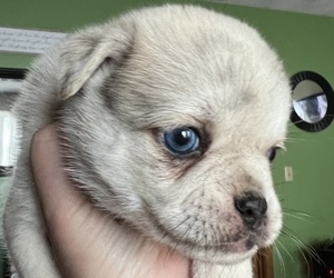 Pomsky Puppy for Sale in MERIDEN, Minnesota USA