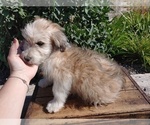 Small Bichon Frise-Miniature Australian Shepherd Mix