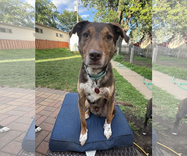 Medium Photo #4 Mutt Puppy For Sale in Farmington, MN, USA