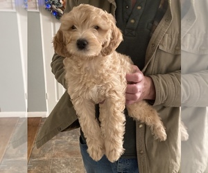 Goldendoodle (Miniature) Puppy for sale in BATTLE CREEK, MI, USA