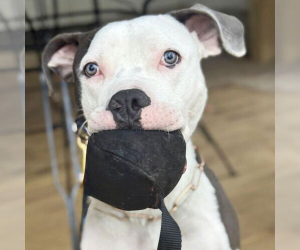 Medium Photo #4 American Staffordshire Terrier Puppy For Sale in Cranford, NJ, USA