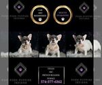 Puppy Vivian AKC French Bulldog