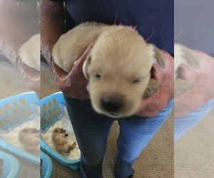 Golden Retriever Puppy for sale in KEITHVILLE, LA, USA