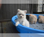 Small #2 Pomeranian