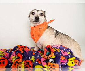 Pimento - Male Chihuahua-Unknown Mix Dog for Adoption - Photo #3