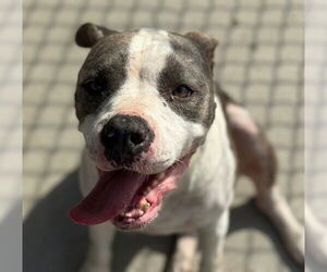 American Pit Bull Terrier Dogs for adoption in Tulsa, OK, USA