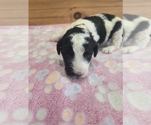 Poodle (Standard) Puppy for sale in WILLIAMSTOWN, KY, USA