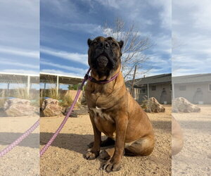 Guccianna - I was adopted! - Female Mutt Dog for Adoption - Photo #4