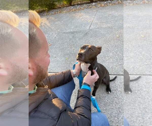 Medium Photo #9 American Pit Bull Terrier-Unknown Mix Puppy For Sale in Germantown, OH, USA