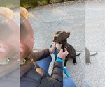Small #8 American Pit Bull Terrier Mix