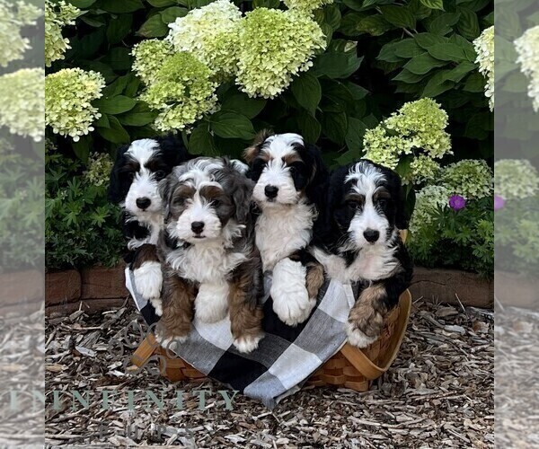 Medium Photo #2 Bernedoodle (Miniature) Puppy For Sale in GORDONVILLE, PA, USA