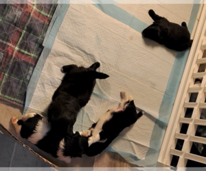 Pom-Shi-Shih Tzu Mix Litter for sale in SAINT LOUIS, MO, USA