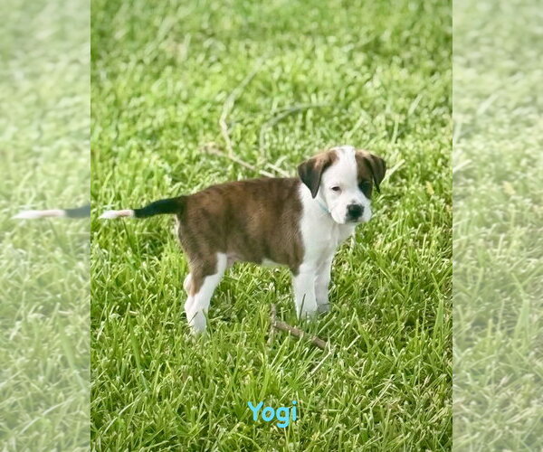 Medium Photo #2 Boxer Puppy For Sale in Dumont, NJ, USA