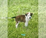 Small #1 Boxer
