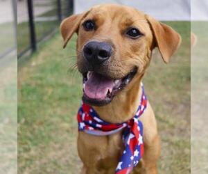 Labrador Retriever-Unknown Mix Dogs for adoption in San Antonio, TX, USA