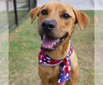 Small Labrador Retriever Mix