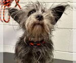 Small #2 Cairn Terrier Mix