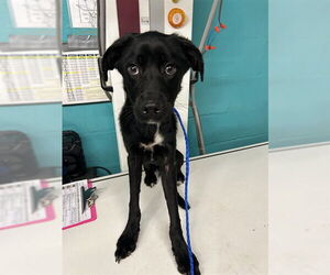 Labrador Retriever-Unknown Mix Dogs for adoption in Waco, TX, USA